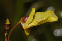 Utricularia bremii