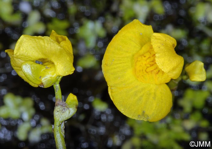 Utricularia tenuicaulis = Utricularia brennensis