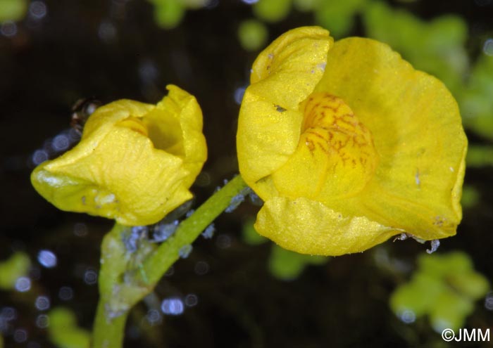 Utricularia tenuicaulis = Utricularia brennensis