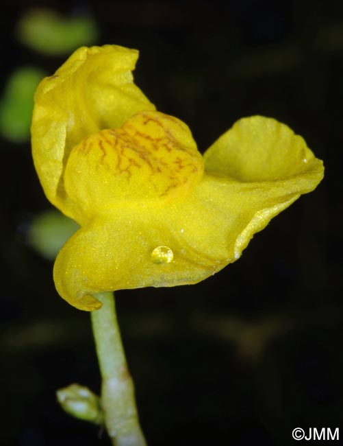 Utricularia tenuicaulis = Utricularia brennensis