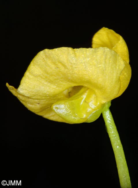 Utricularia tenuicaulis = Utricularia brennensis