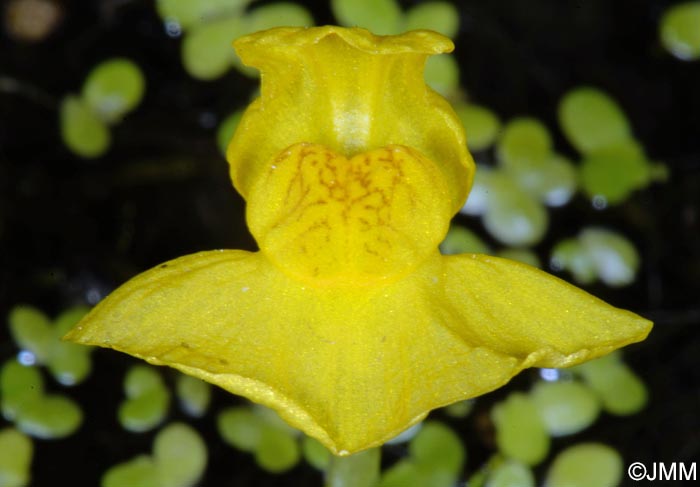 Utricularia tenuicaulis = Utricularia brennensis