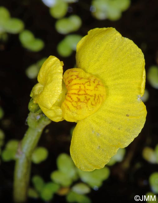 Utricularia brennensis