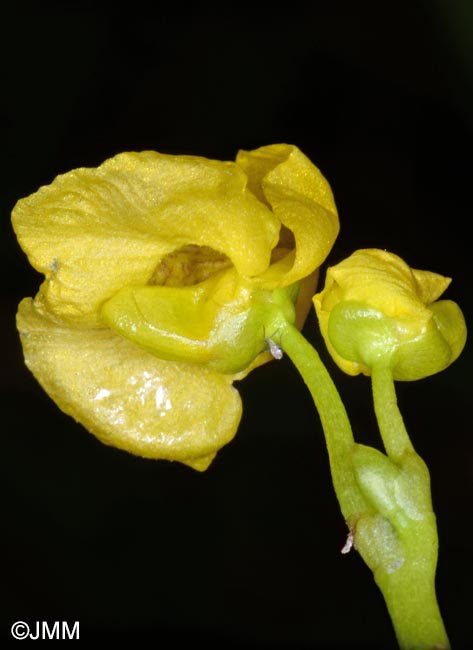 Utricularia brennensis