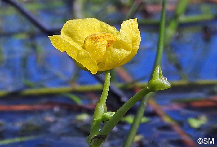 Utricularia brennensis