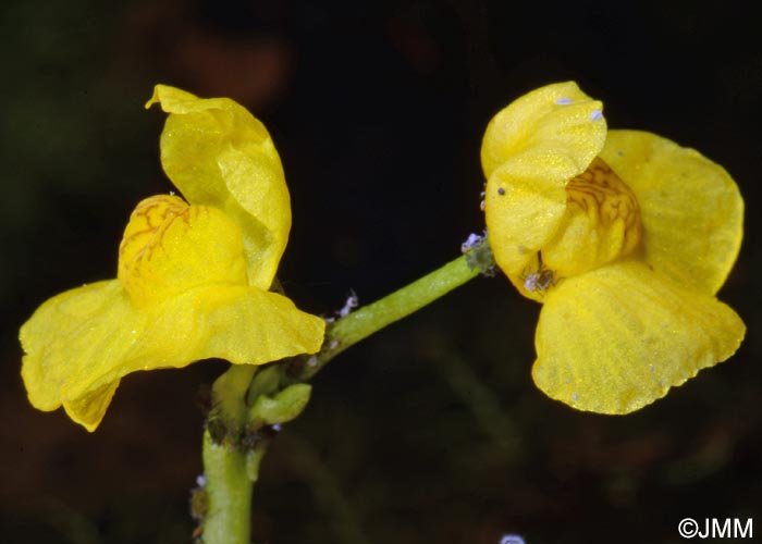 Utricularia brennensis