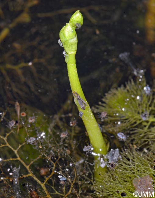 Utricularia brennensis