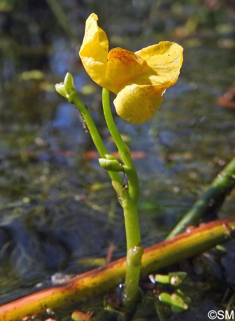 Utricularia tenuicaulis = Utricularia brennensis