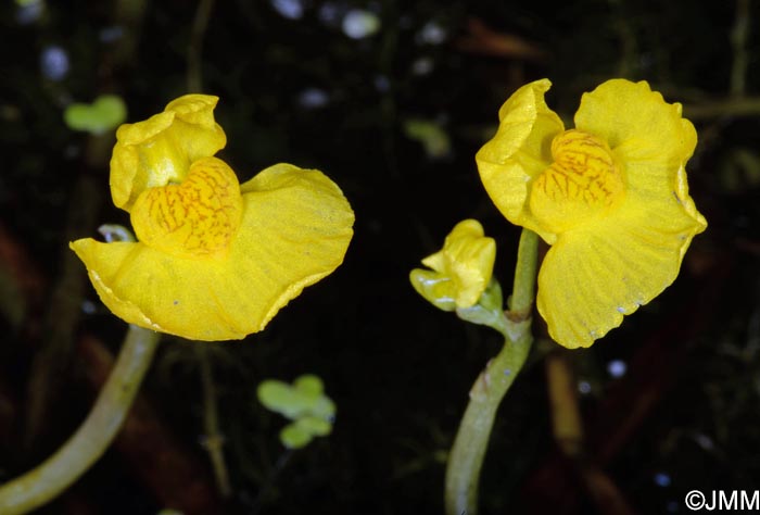 Utricularia tenuicaulis = Utricularia brennensis