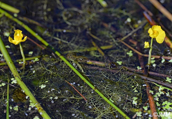 Utricularia tenuicaulis = Utricularia brennensis