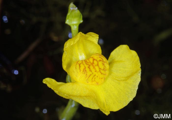 Utricularia tenuicaulis = Utricularia brennensis