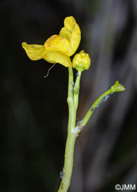 Utricularia tenuicaulis = Utricularia brennensis