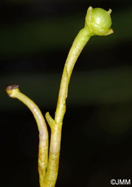 Utricularia tenuicaulis = Utricularia brennensis