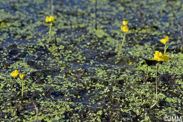 Utricularia brennensis