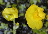 Utricularia tenuicaulis = Utricularia brennensis