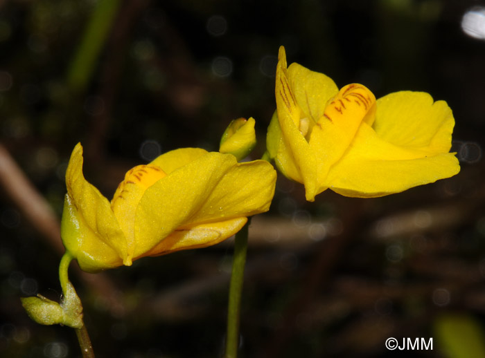 Utricularia intermedia