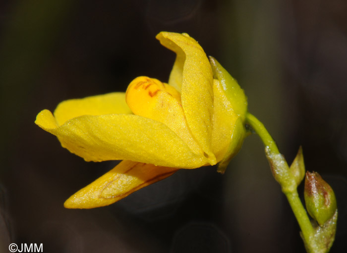 Utricularia intermedia