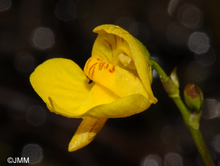 Utricularia intermedia