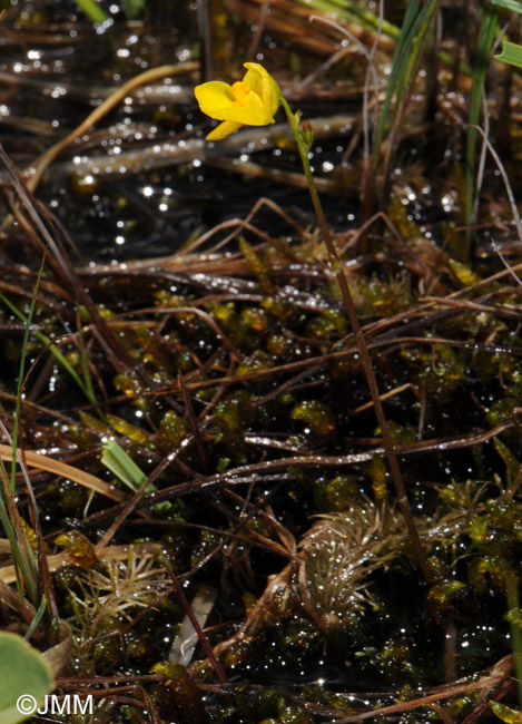 Utricularia intermedia