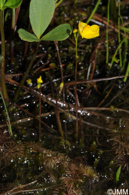 Utricularia intermedia