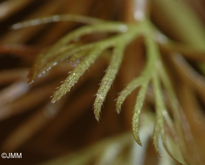 Utricularia intermedia : pines des folioles