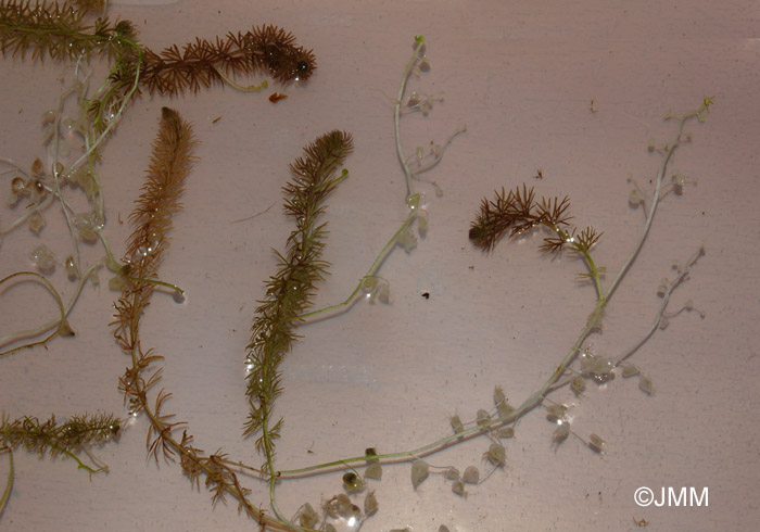 Utricularia intermedia