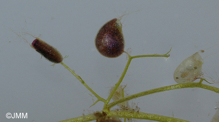 Utricularia minor : feuilles et piges