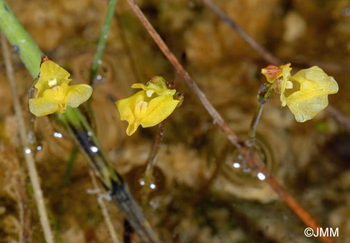 Utricularia minor