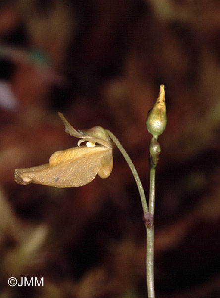 Utricularia minor