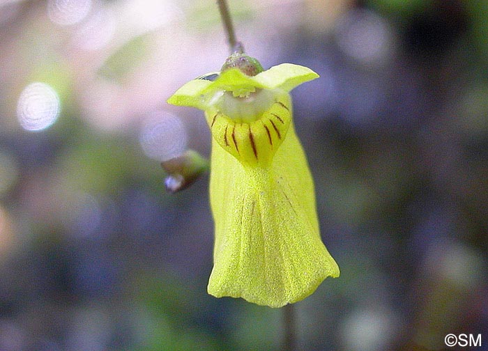 Utricularia ochroleuca