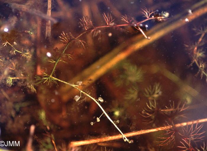 Utricularia ochroleuca