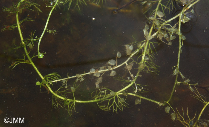 Utricularia ochroleuca 