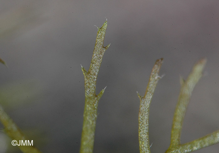 Utricularia ochroleuca