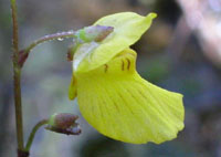 Utricularia ochroleuca