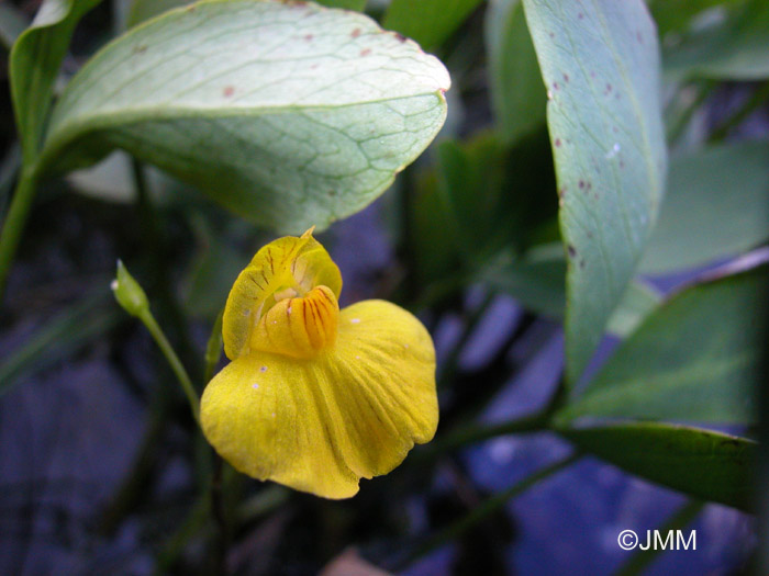 Utricularia stygia 