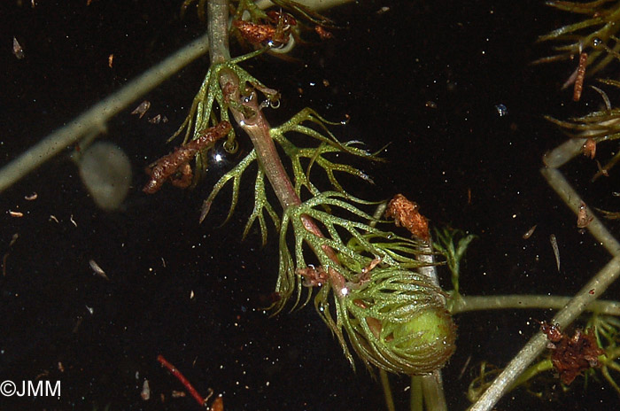 Utricularia stygia 