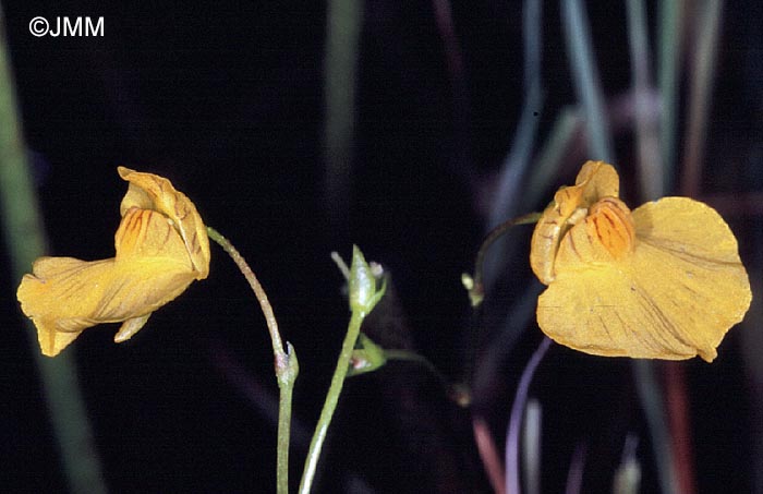 Utricularia stygia