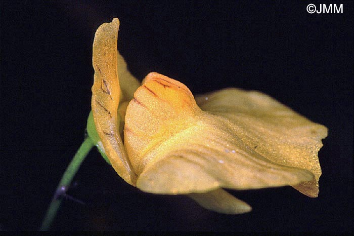 Utricularia stygia