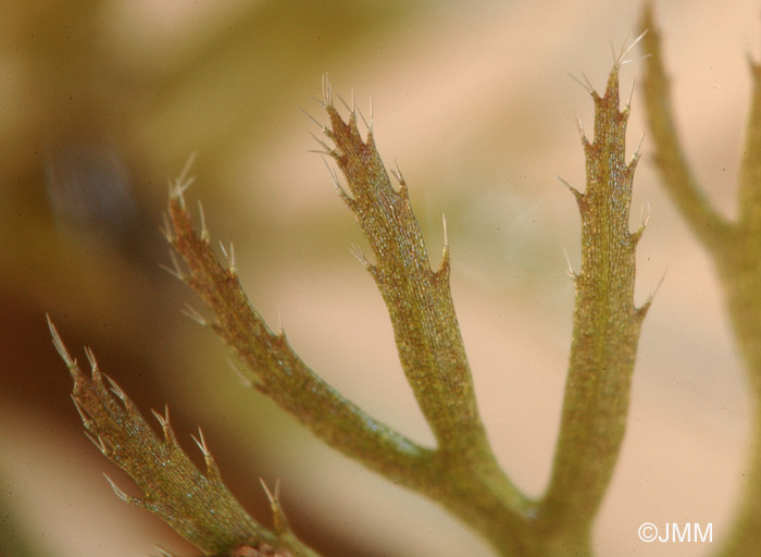 Utricularia stygia