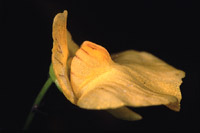 Utricularia stygia