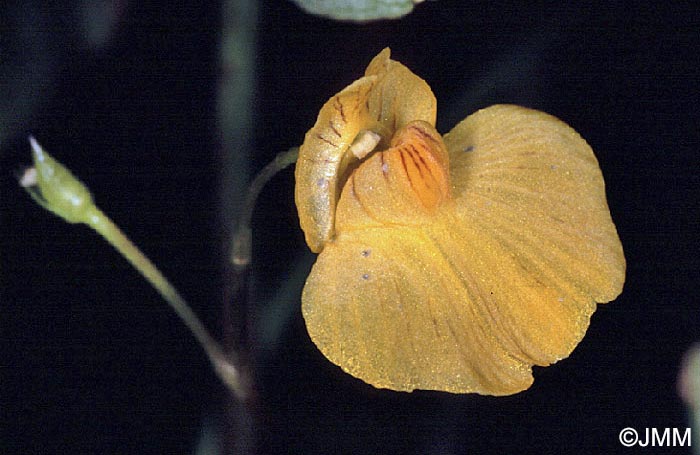 Utricularia stygia