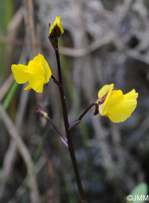 Utricularia vulgaris