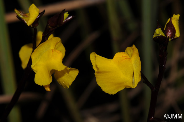 Utricularia vulgaris