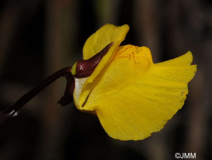 Utricularia vulgaris