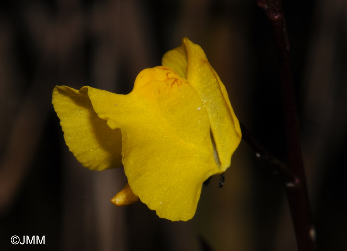 Utricularia vulgaris