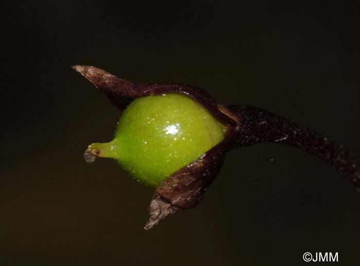 Utricularia vulgaris