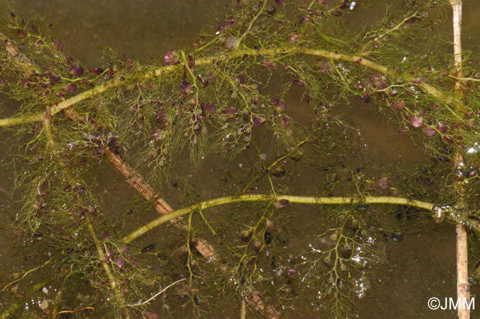 Utricularia vulgaris