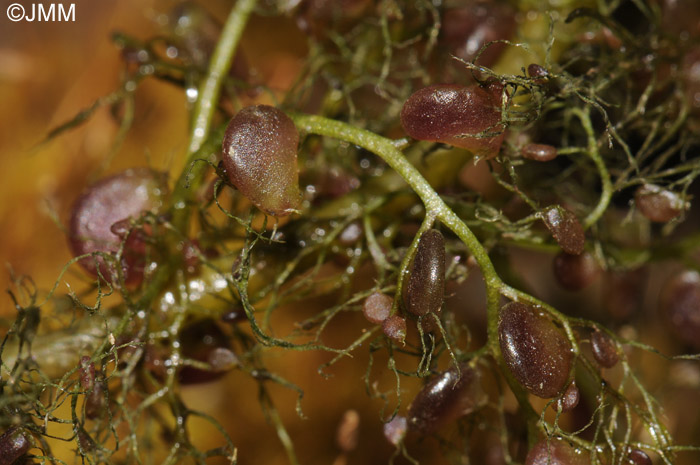 Utricularia vulgaris