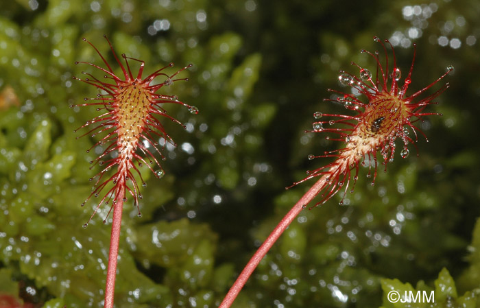 Drosera intermedia