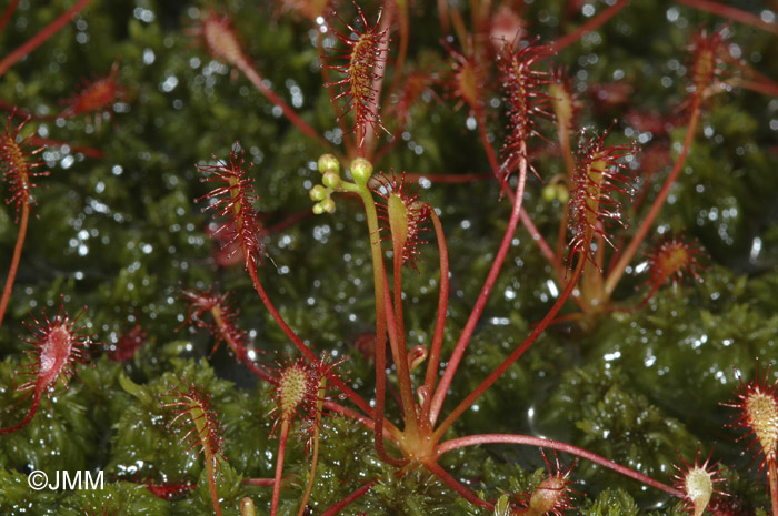 Drosera intermedia